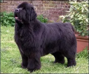 De quelle race est ce chien ?