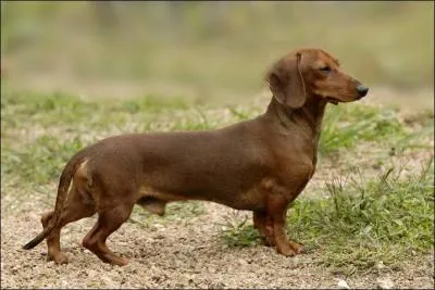 De quelle race est ce chien ?