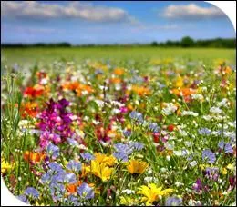 Quelle fleur est le symbole du conte ?