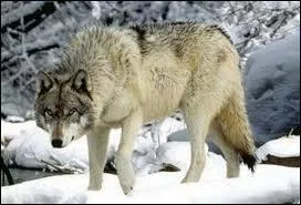 Quelle est sa longueur ?