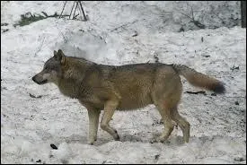 Quelle est la longueur de sa queue ?