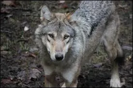 Quel est son poids ?