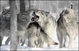 Les loups gris vivent gnralement :