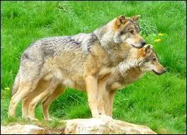 Quel couple se reproduit dans une meute ?