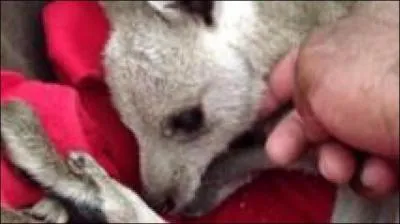 Comment s'appelle le kangourou des Anges ?