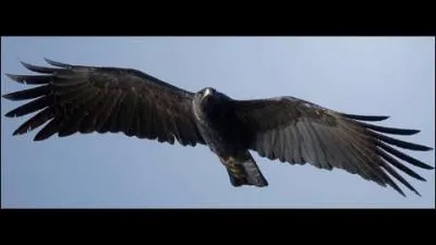 Barbara chantait :  l'Aigle noir , compltez les paroles :  lentement, les ailes dployes, ...
