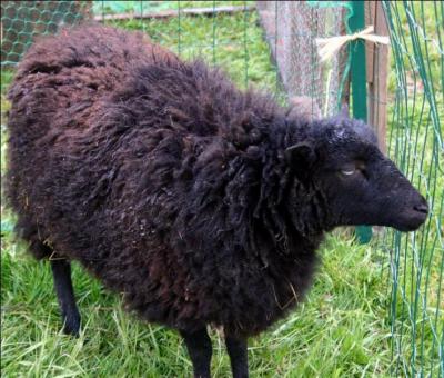 Que signifie la mtaphore :  un mouton noir  ?