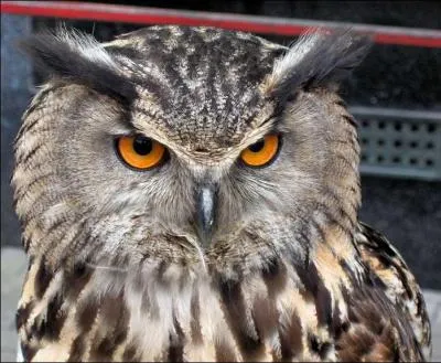 Quel animal ne vit pas la nuit ?