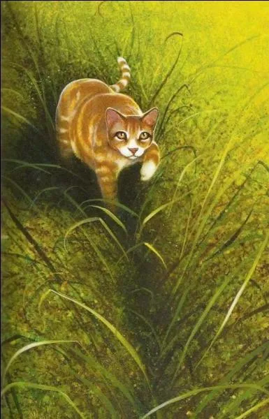 Quelles sont les erreurs dans cette image d'toile Solitaire ?