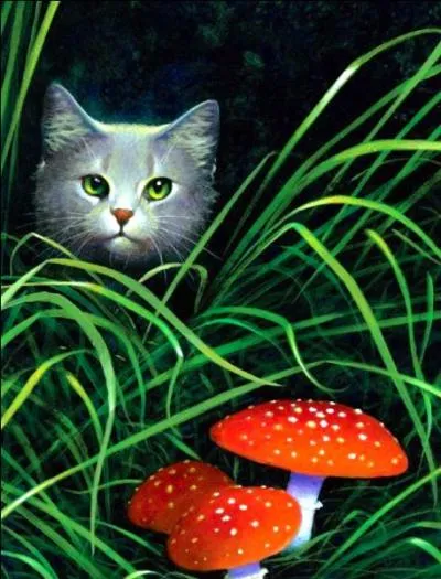 Quelles sont les erreurs dans cette image d'Aile de Colombe (cycle 4) ?