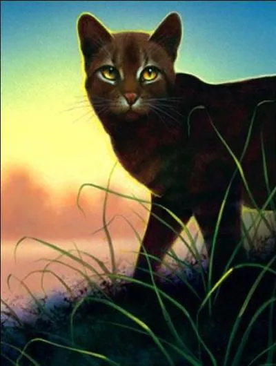 Quelles sont les erreurs dans cette image d'toile Grise ?