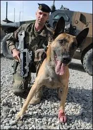 Lequel de ces chiens est le plus couramment utilis pour la recherche de stupfiants ou pour les militaires ?