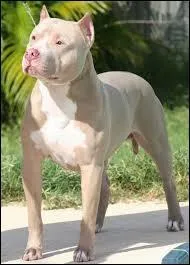 Lequel de ces chiens est sur la photographie ?