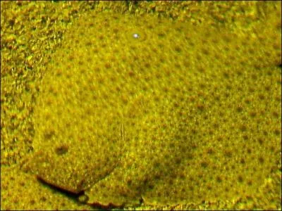 Qui a pris la couleur du sable ?