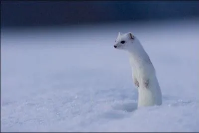 Quelle belle curieuse !