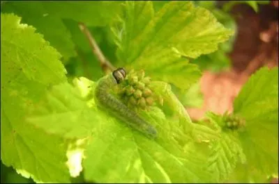 Qui voyez-vous sur cette feuille ?