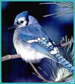 Quel est le nom de cet oiseau ?