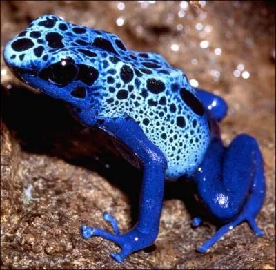 Quelle est la particularit de la grenouille dendrobate bleue (dendrobate azureus) ?