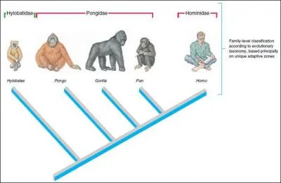 Comportement social complexe (ah bon ? ), capacit d'abstraction et conscience d'eux-mme caractrisent cette famille subdivise en 4 genres : Pongo, Pan, Gorilla, et Homo. Qui reprsentent les deux premiers ?