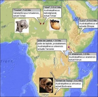 En 2001, une autre découverte remet (partiellement) en cause la théorie précédente. Laquelle ?