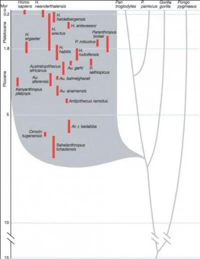 « Cette découverte est une bombe atomique », reconnaît Coppens, enthousiaste, qui offre une perspective renouvelée de la chronologie humaine : laquelle ?