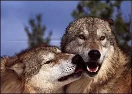 La dure de gestation des loups est de :