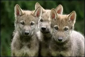 Combien de louveteaux peut avoir le loup gris ?