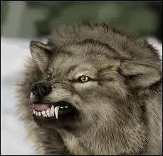 Combien de dents comporte la denture adulte ?