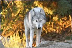 Le loup du Canada est aussi connu sous le nom de...
