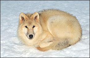 Quelle est la dure de vie du loup d'Arctique  l'tat sauvage ?