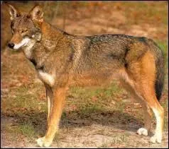 O vit le loup rouge ?