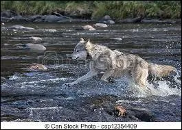 Quelle vitesse peut atteindre le loup gris sur de courtes distances ?