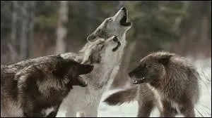 Les loups hurlent pour...