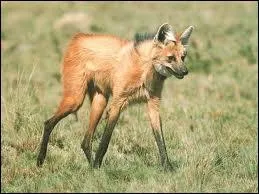 Le loup  crinire vit...