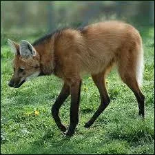 Le loup  crinire est...