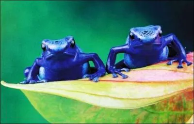 Quel est cet animal ?