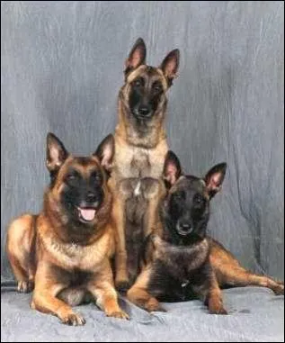 Quelle est cette race ?