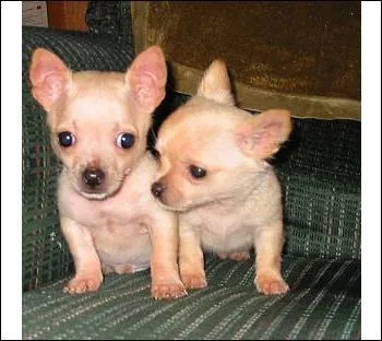 Quelle est cette race ?