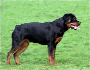 Quelle est cette race ?