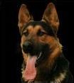 Quiz Races de chiens