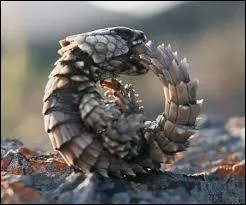 O le sphnodon vit-il ?