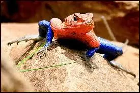 Quel est le lzard le plus gros ?