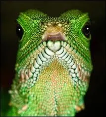 Dans quel dsert le Moloch vit-il ?