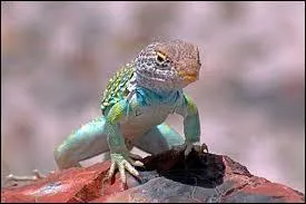 Quel lzard a la langue bleue ?