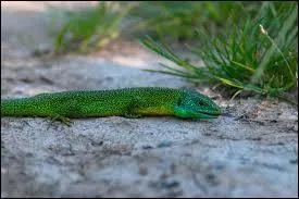 Comment s'appelle le gecko qui vit sur l'le Maurice dans l'ocan indien ?