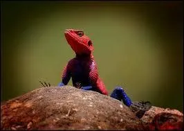 Je vis en Amrique du Sud et aux Carabes. Je possde une poche sous le menton. Qui suis-je ?