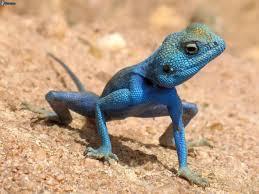 Quiz Lezards