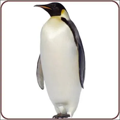 Quel est cet animal ?