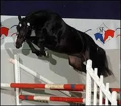 Comment s'appelle un cheval qui saute des obstacles ?
