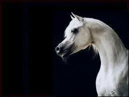 Quel est l'autre nom pour un cheval Pur-Sang Anglais ?